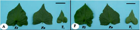 Image for - Characterization of Interspecific Hybrid Between F. tataricum  and F. esculentum