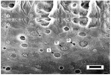 Image for - The Effects of Changes in Salinity on Gill Mitochondria-Rich Cells of Juvenile Yellowfin Seabream, Acanthopagrus latus