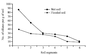 Image for - Allocation and Abundance of Protozoa among Soil Aggregates