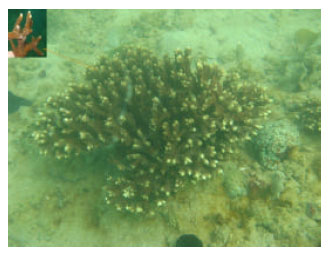 Image for - New Observation of Three Species of Hard Coral from Chabahar Bay (Oman Sea), Iran