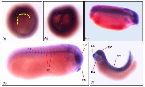 Image for - Temporal and Spatial Expression Pattern of Four Laminin Alpha Chains in Xenopus laevis