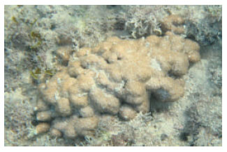Image for - New Observation of Three Species of Hard Coral from Chabahar Bay (Oman Sea), Iran