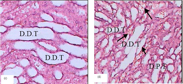 Image for - Histopathological Evidences of the Nephritic PathologicalAlterationsInduced by the Anabolic Androgenic Drug (Sustanon) in Male Guinea Pigs (Cavia porcellus)