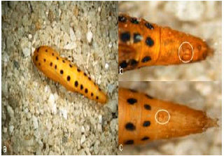 Image for - Developmental Biology of the Tiger Moth, Atteva sciodoxa Meyrick (Lepidoptera: Yponomeutidae) under Laboratory Conditions