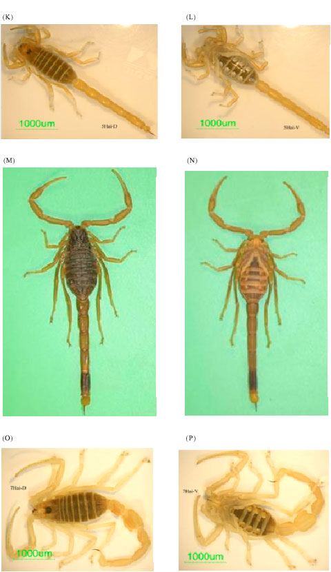 Image for - The Scorpion Fauna of Al-Baha and Hail Regions, Saudi Arabia