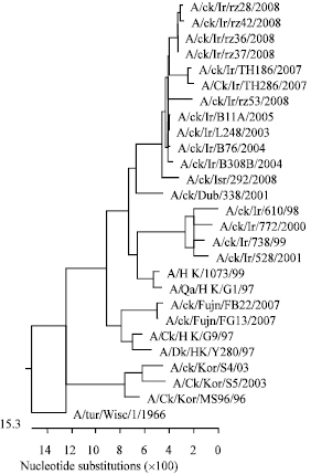 Image for - Molecular Characterization of Hemagglutinin and Neuraminidase Genes of H9N2 Avian Influenza Viruses Isolated From Commercial Broiler Chicken in Iran