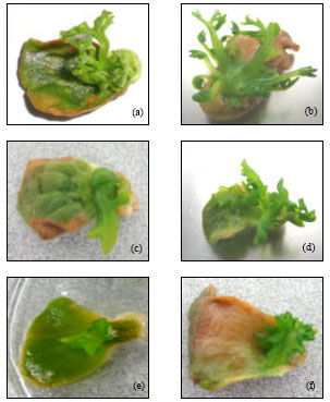 Image for - In vitro Regeneration of Citrullus lanatus cv. Round Dragon