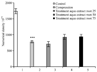 Image for - The Effects of Root Aquatic Extract of Salvia staminea on Neuronal Density of Alpha Motoneurons in Spinal Cord Anterior Horn after Sciatic Nerve Compression in Rats