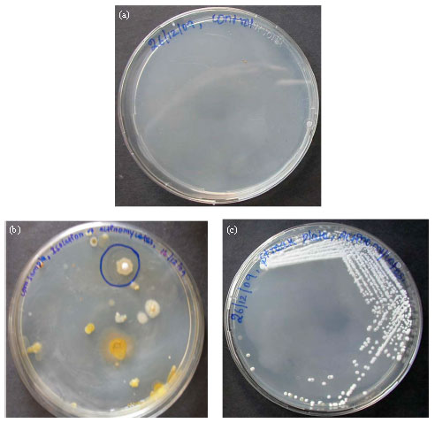 Image for - Isolation, Characterization, Screening and Antibiotic Sensitivity of Actinomycetes from Locally (Near MCAS) Collected Soil Samples