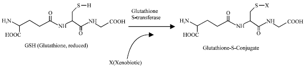 Image for - Soluble Glutathione S-Transferases in Bovine Liver: Existence of GST T2