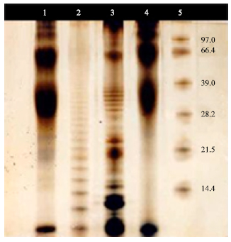 Image for - Novel Approach of Vaccination against Brucella abortus 544 based on a Combination of Fusion Proteins, Human Serum Albumin and Brucella abortus Lipopolysaccharides