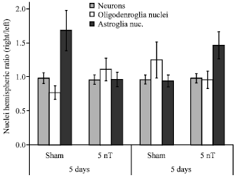 Image for - Perinatal Exposure to Weak Magnetic Fields Delays the Asymmetry Ontogeny of Astroglia in the Parasolitary Nucleus: Implications for Sudden Infant Death