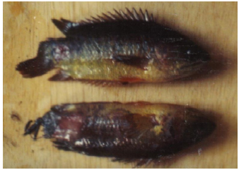 Image for - Tail and Fin Rot Disease of Indian Major Carp and Climbing Perch in Bangladesh
