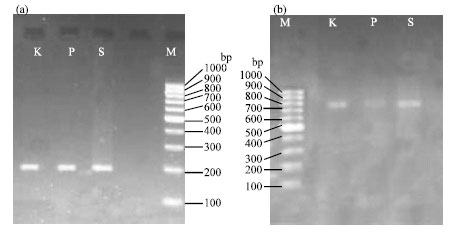 Image for - Comparison of the Three Methods for DNA Extraction from Paraffin-Embedded Tissues