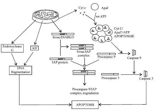 Image for - Intracellular Mechanisms of Apoptosis