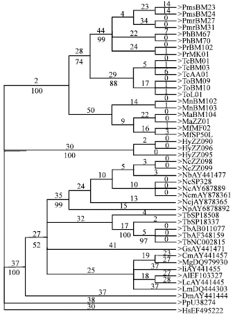 Image for - Phylogenetic Position of Tarsius bancanus Based on Partial Cytochrome b DNA Sequences