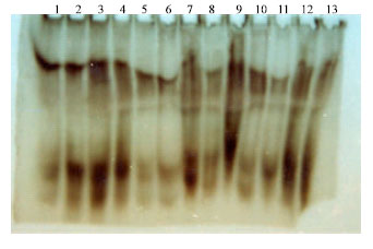 Image for - Evaluation of Genotoxicity of 4-n-Nonylphenol using Vicia faba L.