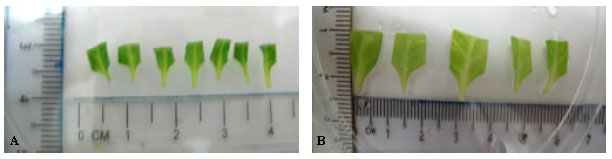 Image for - An Easy Method for Agrobacterium tumefaciens-Mediated Gene Transfer to Nicotiana tabacum cv. TAPM26