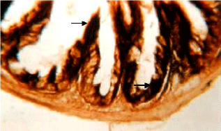 Image for - Histochemical Distribution of Lipase and Acid Phosphatase in the Intestinal Tract of the Snow Trout, Schizothorax curvifrons Heckel.