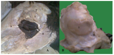 Image for - Comparative Morphological Studies on the Lacrimal Apparatus of One Humped Camel, Goat and Donkey