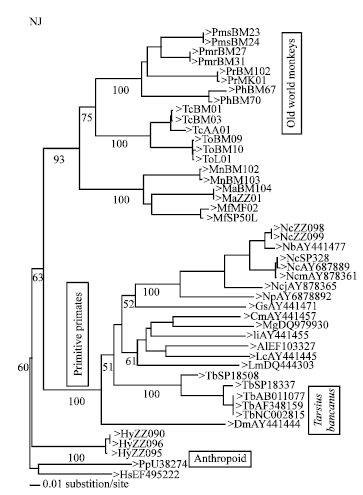 Image for - Phylogenetic Position of Tarsius bancanus Based on Partial Cytochrome b DNA Sequences
