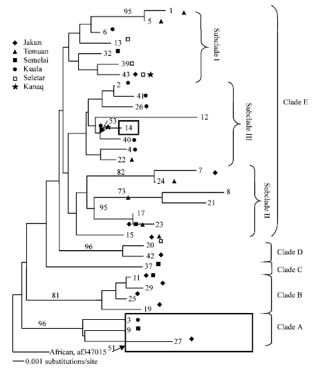 Image for - Mitochondrial DNA Polymorphism and Phylogenetic Relationships of Proto Malays in Peninsular Malaysia