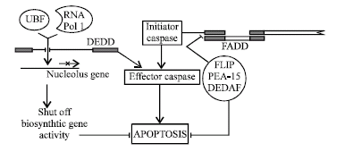 Image for - Intracellular Mechanisms of Apoptosis