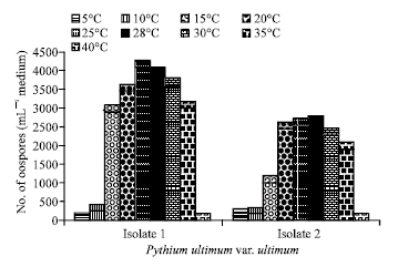 Image for - Differentiation Between Two Isolates of Pythium ultimum var. ultimum Isolated from Diseased Plants in Two Different Continents