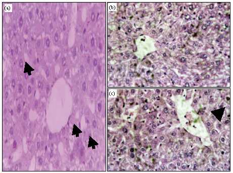 Image for - Antitumor Efficacy of Salenostemma Argel and/or γ-Irradiation Against Ehrlich Carcinoma