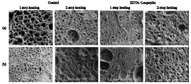 Image for - Microstructure of White Croaker Surimi Protein Gels Set at Low Temperature under the Inhibition of the Polymerization and Degradation of Protein