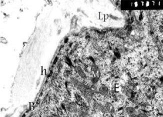Image for - Macroscopic and Microscopic Anatomy of the Omasum of the Baladi Goat