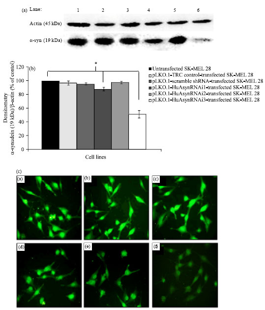 Image for - Knockdown of α-Synuclein Enhances Susceptibility to Staurosporine-Induced Apoptosis in Human Melanoma SK-MEL28 Cells