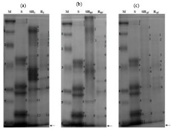 Image for - Protein Profiling of Brassica juncea (L.) Czern var. Ensabi at Different Developmental Stages