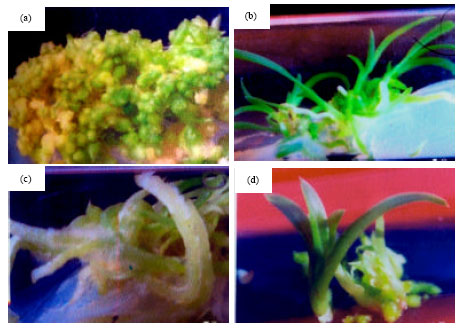 Image for - In vitro Rapid Propagation of Cymbidium aloifolium (L.) Sw.:A  Medicinally Important Orchid via Seed Culture