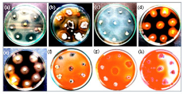 Image for - Grouping of Actinomycetes Isolated from Termites using Biochemical Character