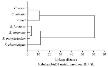 Image for - Morphometrics and Meristics of the Three Epinepheline Species: Cephalopholis argus (Bloch and Schneider, 1801), Cephalopholis miniata (Forsskal, 1775) and Variola louti (Forsskal, 1775) from the Red Sea, Egypt