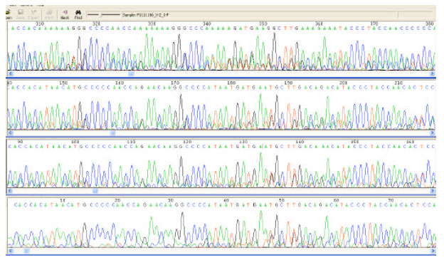 Image for - A Mystery in Sequencing the Mitochondrial DNA D-loop from Blood Samples  of Domestic Mallard Duck