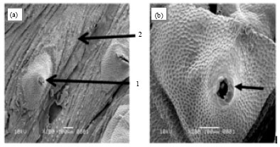 Image for - Structure of Duttaphrynus melanostictus Frog Skin and Antifungal Potency of the Skin Extract