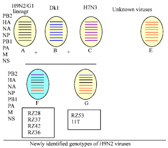 Image for - Characterization of PB2 Gene of H9N2 Avian Influenza Viruses from Iran, 2008 to 2009