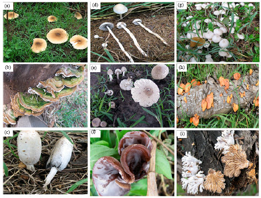 Image for - An Inventory of Macro-fungi and their Diversity in the Serengeti-Masai Mara Ecosystem, Tanzania and Kenya