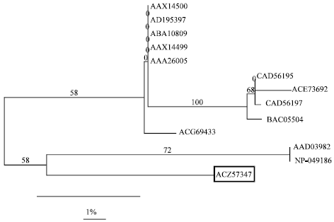 Image for - Molecular Phylogeny of a Novel Trichloroethylene Degrading Gene of Bacillus cereus 2479
