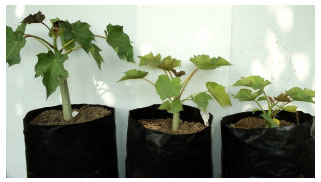 Image for - Effects of Gamma Radiation on Germination and Growth Characteristics of Physic Nut (Jatropha curcas L.)