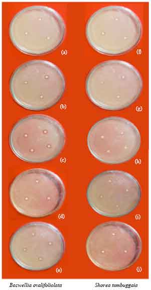 Image for - Evaluation of Antibacterial Efficacy of Biologically Synthesized Silver Nanoparticles using Stem Barks of Boswellia ovalifoliolata Bal. and Henry and Shorea tumbuggaia Roxb.