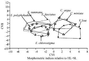 Image for - Morphometrics and Meristics of the Three Epinepheline Species: Cephalopholis argus (Bloch and Schneider, 1801), Cephalopholis miniata (Forsskal, 1775) and Variola louti (Forsskal, 1775) from the Red Sea, Egypt