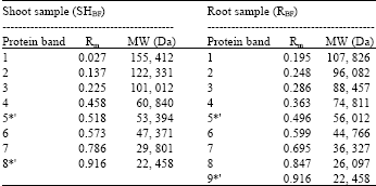 Image for - Protein Profiling of Brassica juncea (L.) Czern var. Ensabi at Different Developmental Stages