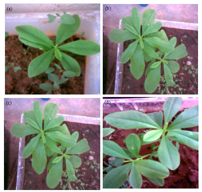Image for - Novel Instant Organic Fertilizer and Analysis of its Growth Effects on Spinach