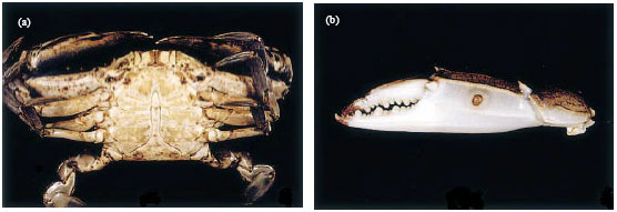 Image for - Shell Diseases of Brachyuran Crabs