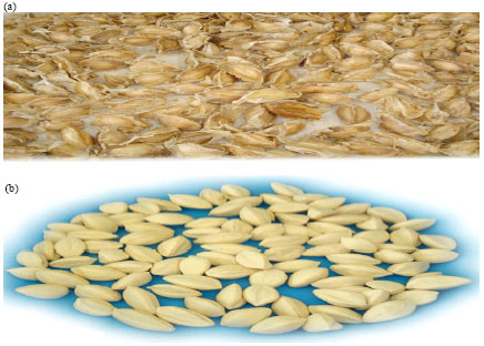 Image for - Physicochemical Properties of Moringa stenopetala (Haleko) Seeds