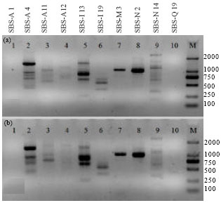 Image for - Genomic DNA Extraction and RAPD Analysis for Gastrodia elata Bl. (Orchidaceae) Using an Improved Method