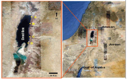 Image for - Classification of Halophilic Heterotrophic Bacteria Thriving in the Jordanian  Dead Sea Littoral Zone